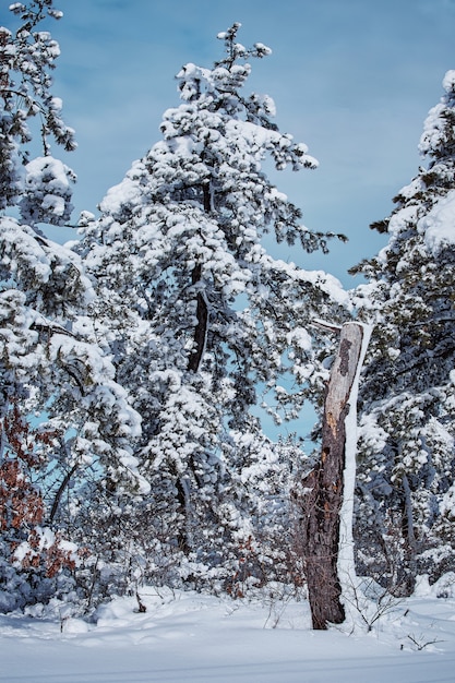 Zimy bajka patrzeje po śnieżycy natury piękna