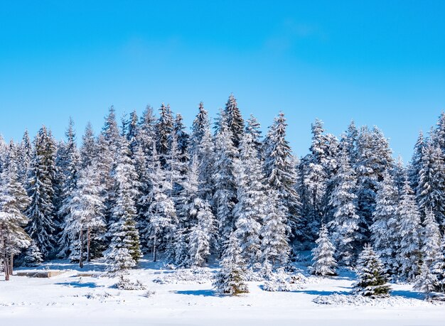 Zimy natury sosnowy lasowy tło