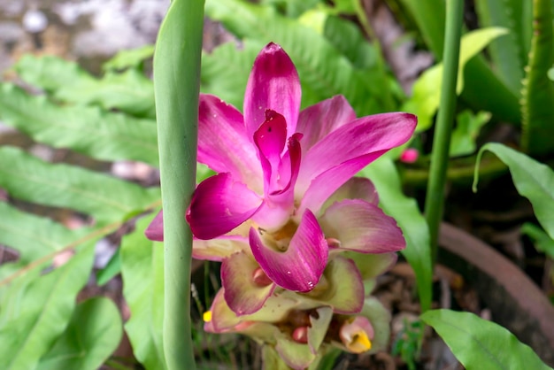 Zingiber Officinale Var Rubrum Rhizoma różowy kwiat