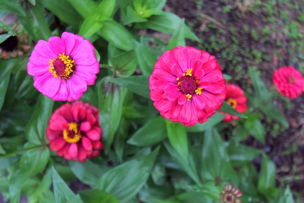 Zdjęcie zinnia elegans jest jedną z najsłynniejszych jednorocznych roślin jednorocznych z rodzaju zinnia