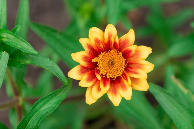 Zinnia lat zinnia to rodzaj jednorocznych i wieloletnich traw i półkrzewów z rodziny Asteraceae