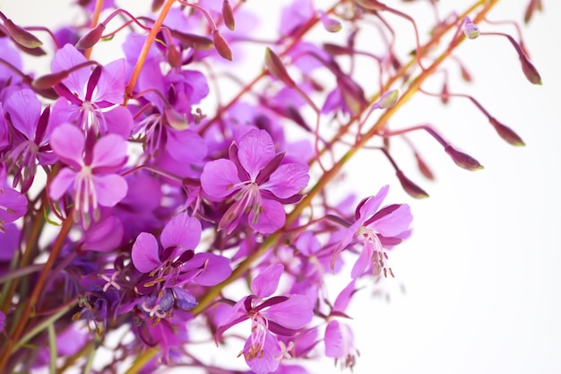 Zioła lecznicze Rośliny Fireweed Chamerion angustifolium lub Epilobium angustifolium