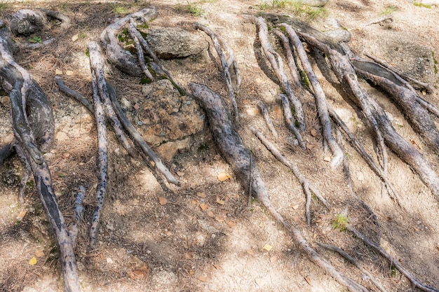Zjawiska naturalne Na powierzchni skalistej gleby pojawiły się korzenie starego drzewa