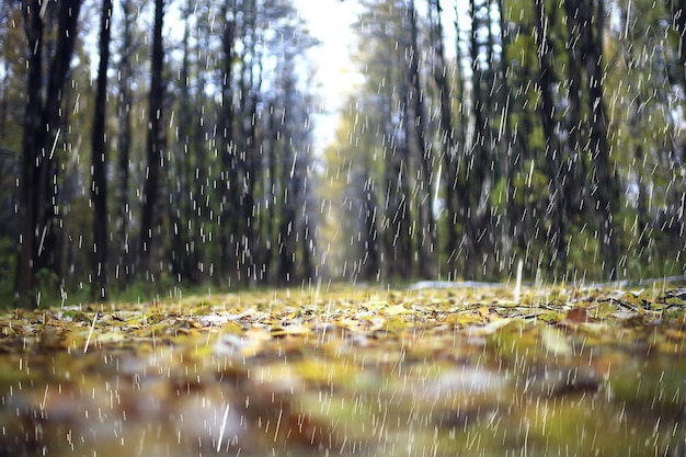 Zdjęcie zła pogoda deszcz wiatr, jesień koncepcja tło