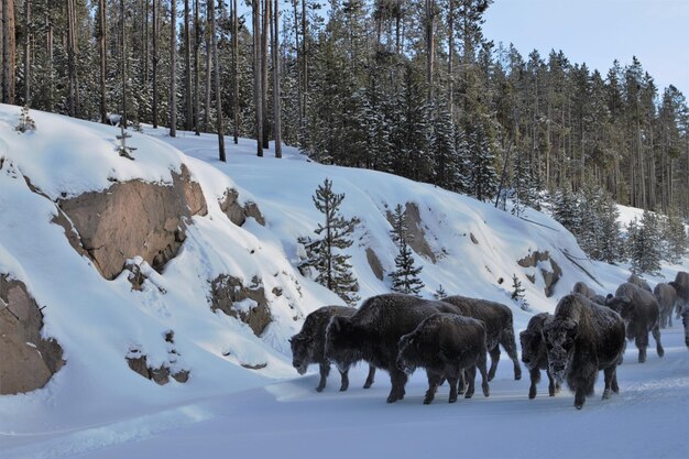 Zdjęcie złapano mnie w parku narodowym yellowstone.