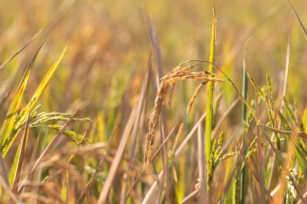 Złoci Organicznie Irlandczyków ryż przygotowywający dla żniwa w polu