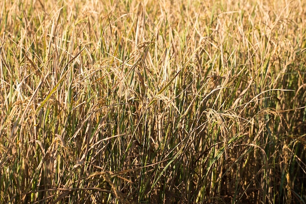 Złoci Organicznie Irlandczyków ryż przygotowywający dla żniwa w polu