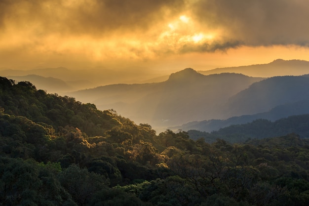 Złoci sunbeams jesień na mglistym Inthanon górze, Chiang Mai, Tajlandia