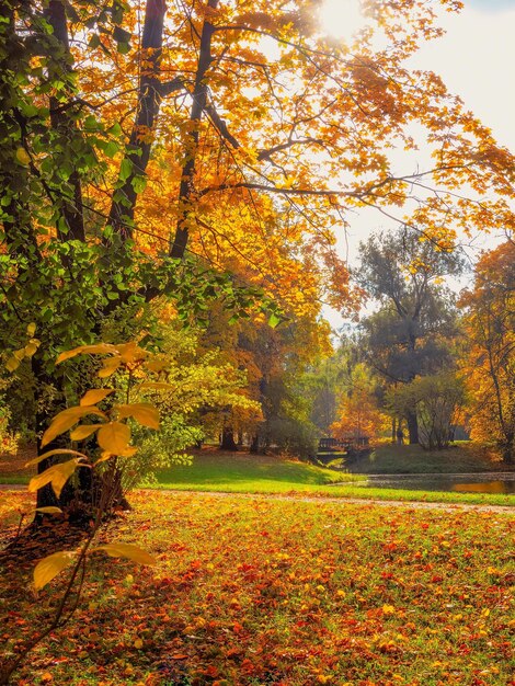 Złota Jesień Alexander Park W Carskim Siole W Słoneczny Dzień