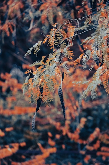 Złota jesień. Jesienna przyroda. Żółte liście. Pomarańczowe liście. Promienie słoneczne. Malowniczy krajobraz.