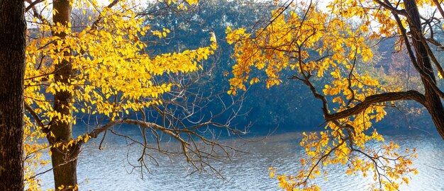Złota jesień. Żółte drzewa nad rzeką w słoneczny dzień