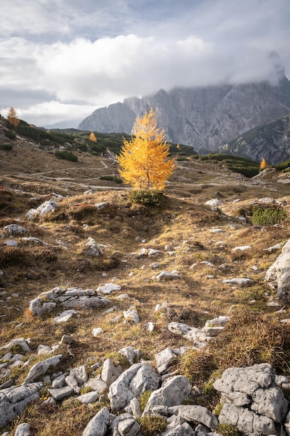 Złota larcha w dolinie alpejskiej w sezonie jesiennym dolomity Włochy strzał pionowy