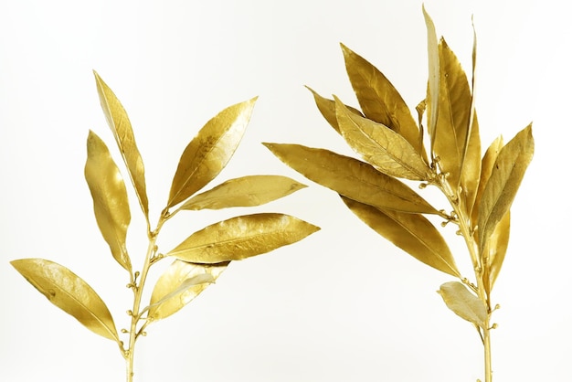 Złota laurowa gałąź odizolowywająca na białym tle makro- zakończenie up. Złote liście laurowe. Zwycięstwo symboliczne