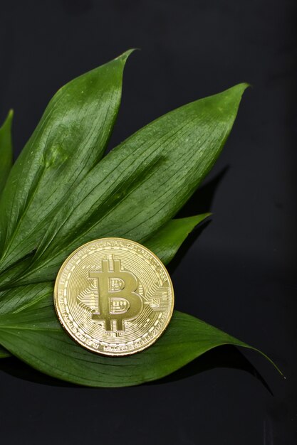 Zdjęcie złota moneta bitcoin i zielone liście roślin na czarnym tle. zbliżenie kryptowaluty leżącej na liściach. pojęcie zanieczyszczenia środowiska we współczesnym świecie
