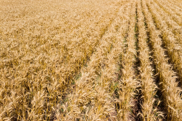 Złota plantacja pszenicy widziana z góry