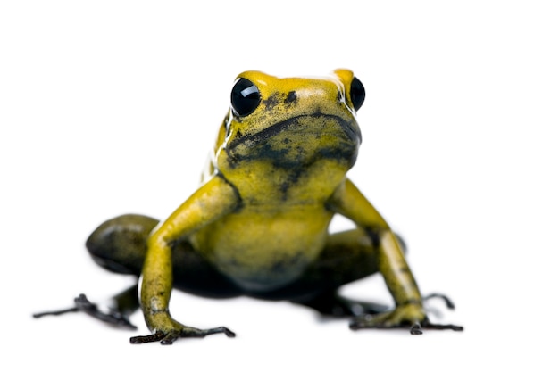 Złota Poison Frog, Phyllobates terribilis na białym tle