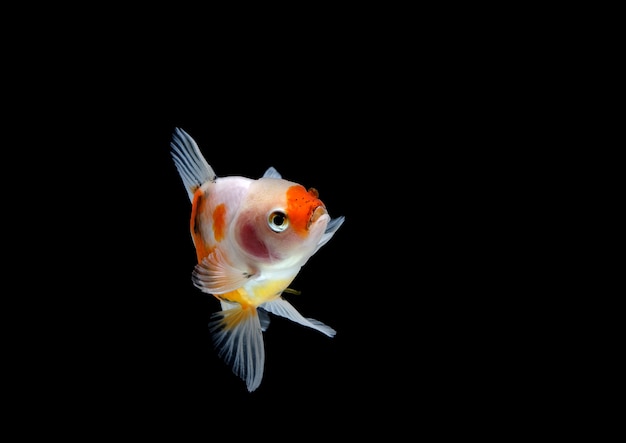 Złota rybka na białym tle na ciemnym czarnym tle. różne kolorowe Carassius auratus w akwarium