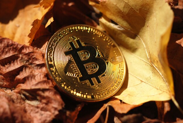 Złote bitcoiny na jesienne liście