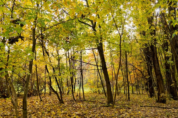 Złote drzewa w parku. Jesienny las.