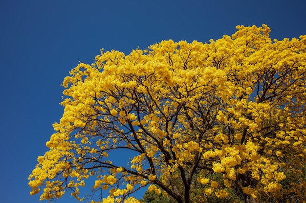 Złote drzewo lub żółta tabebuia