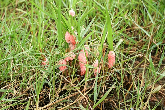 Złote jaja ślimaka na pniu i liście trawy uważane za szkodnika