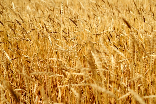 Złote kłosy dojrzałej pszenicy selektywnej ostrości naturalne tło rolnicze