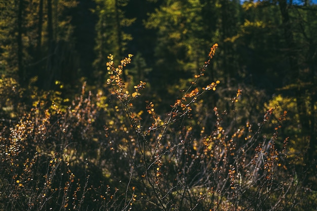 Zdjęcie złote liście w promieniach słońca na tle jesiennego lasu bokeh. minimalistyczne tło natury z nasłonecznionymi żółtymi liśćmi w czasie jesieni. malowniczy minimalizm w jesiennych barwach. pomarańczowe liście w jesiennych kolorach.