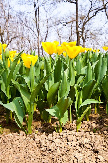 Złote odmiany tulipanów - sezon wiosenny (kwiecień)