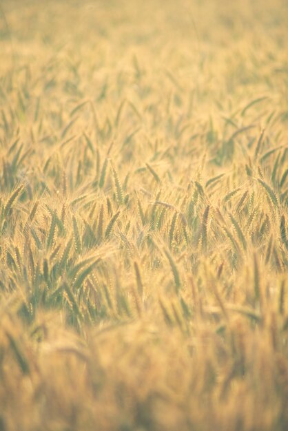 Zdjęcie złote pola pszenicy