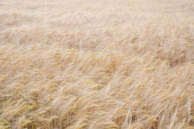Złote pola spokojne zbiory pszenicy letniej na wsi