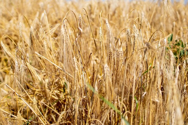 Zdjęcie złote pole pszenicy piękna przyroda krajobraz zachodu słońca tło dojrzałych uszu łąki pola pszenicy koncepcja wielkiego zbiorów i produktywnego przemysłu nasiennego