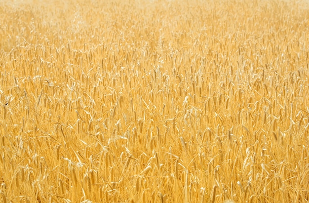 Złote pole upraw mieszanych (pasza dla zwierząt gospodarskich), tło naturalne