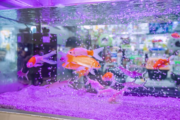 Zdjęcie złote ryby potrafią rozpoznać swoich właścicieli, a nawet wchodzić z nimi w interakcje