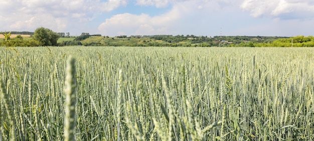 Zdjęcie złote żółte zielone kolce dojrzałej pszenicy na polu na niebieskim tle panoramiczny widok