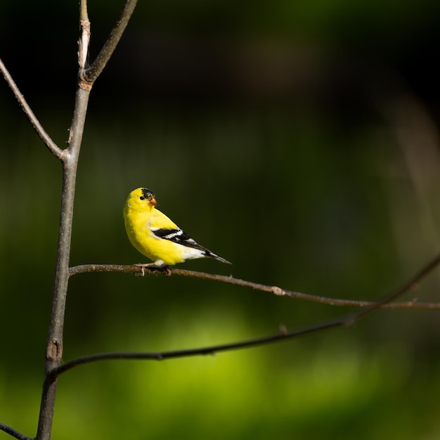 Złoty Finch siedzący na gałęzi samiec