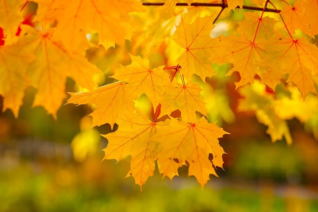 Złoty jesienny widok liści klonu Jesienne liście klonu w tle Jesienne liście klonu
