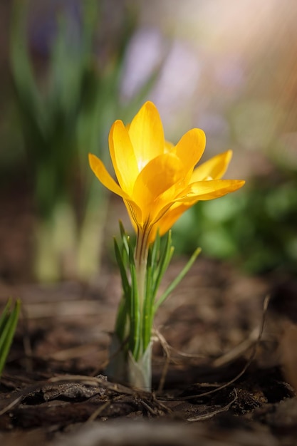 Złoty krokus Crocus chrysanthus Fuscotinctus kwitnie w ogrodzie w marcu