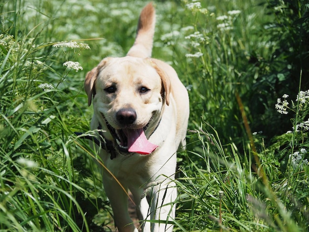 Złoty labrador spacerujący w naturalnym świetle wiosennego parku