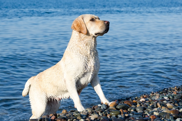 Zdjęcie złoty labrador stoi na plaży