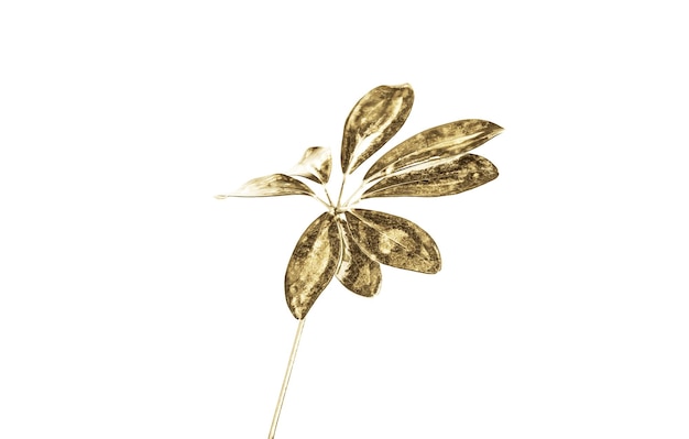 Złoty liść Real Schefflera Octophylla dekorujący do projektowania kompozycji Tropikalne pomysły na luksusowe botaniczne pomysły