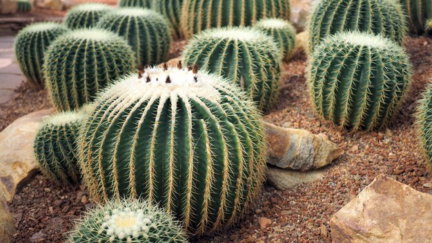 Złoty Lufowy Kaktus Lub Echinocactus Grusonii W Ogródzie Botanicznym.