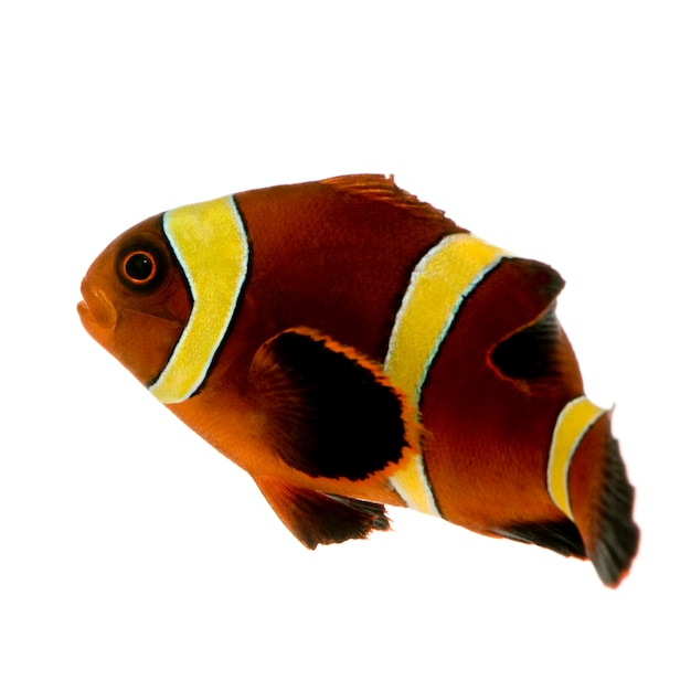 Zdjęcie złoty pasek maroon clownfish - premnas biaculeatus na białym tle