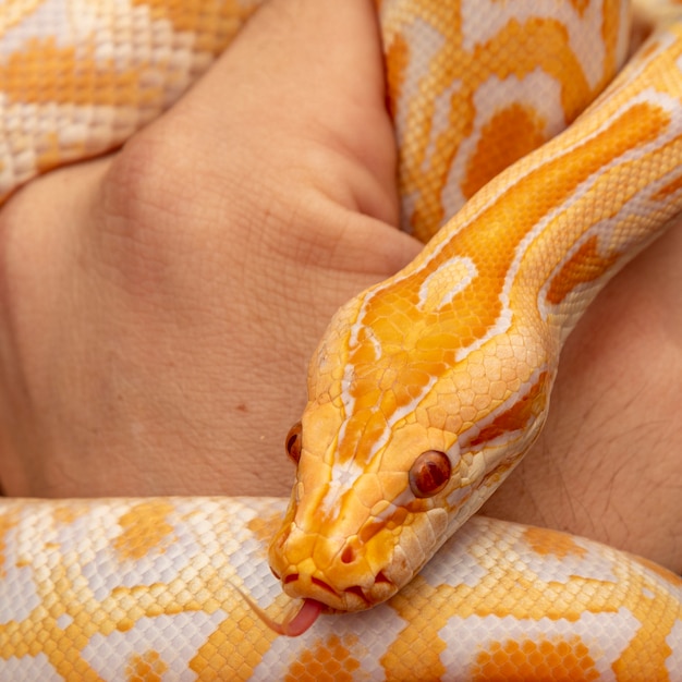 Złoty pyton, pyton siatkowy (Python reticulatus).