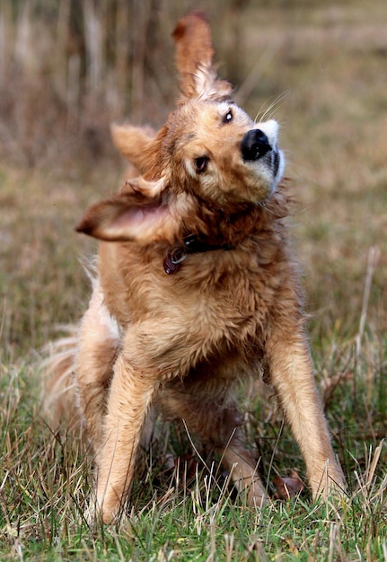 Złoty retriever trzęsący się na trawie