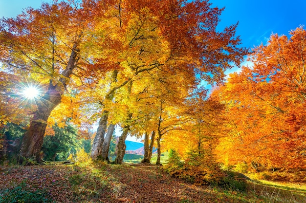 Złoty sezon jesienny w lesie żywe liście na drzewach słoneczna pogoda i nikt nie jest prawdziwy jesienny krajobraz przyrody