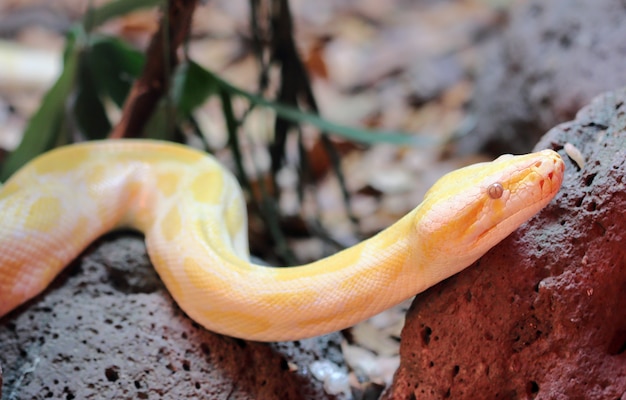 Złoty Wąż Tajski Python (python Bivittatus)