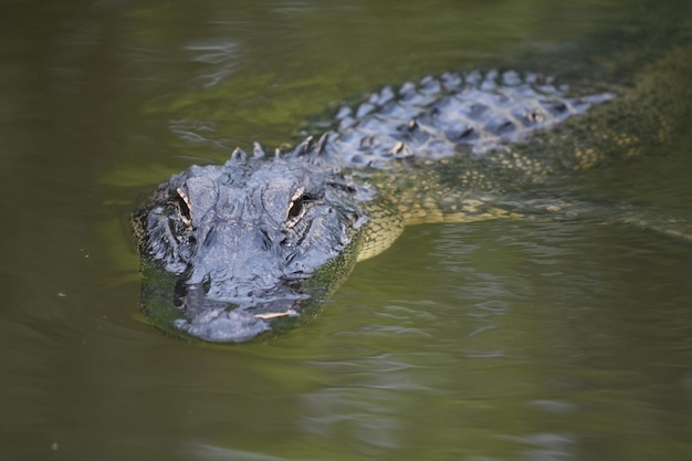 Złowieszczy Aligator Na Powierzchni Bagien W Luizjanie.