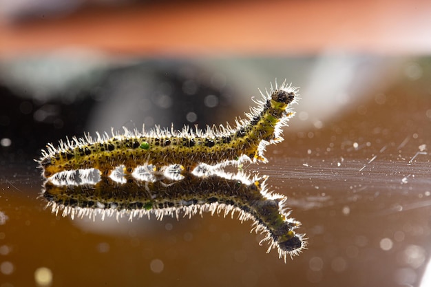 Zdjęcie złożona sylwetka gąsienicy na odblaskowej powierzchni