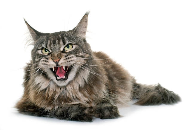 zły maine coon