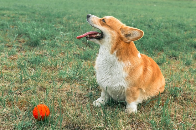 Zmęczone corgi obok piłki na tle trawnika